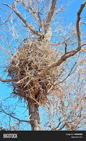Find us in vancouver, kelowna and penticton. Magpie Nest Image Photo Free Trial Bigstock
