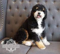 The bernedoodle puppies will have wavy or curly hair, which is beneficial for dog lovers with allergic reactions because they shed less dander. Oliver F1b Bernedoodle