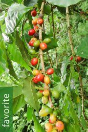 Image result for Leptactina