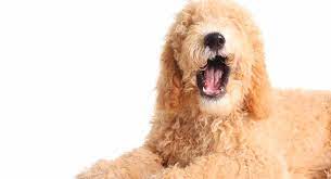 Why Do Dogs Howl To Music Are They Enjoying Themselves Or Objecting