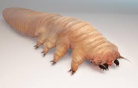 Itchy skin on face and/or hair. Face Mites Causes And How To Treat Them