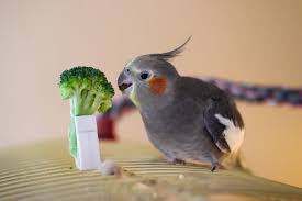 Once you've found it, look for the nest. 140 Cute Cockatiel Bird Name Ideas And Meaning We Re All About Pets