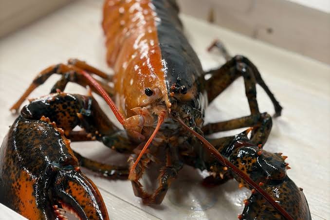 See the 1-in-50-Million Split-Color Lobster Caught Off the Coast of  Massachusetts. It's Carrying Two Sets of Genetic Information