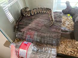 Maybe you would like to learn more about one of these? Trying To Decide What Size Rats To Order For My Ball Python Critterfam