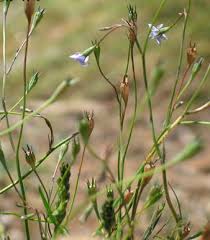 Image result for Wahlenbergia ramosissima