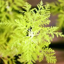 Image result for Artemisia afra