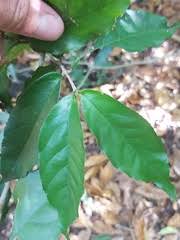 Image result for Lasiodiscus pervillei