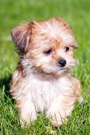 Looking through the pictures i fell in love with archie. 500 Shorkies Ideas In 2021 Puppies Shorkie Puppies Dogs