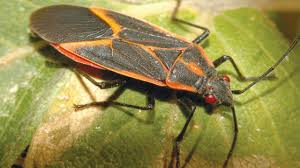 Spraying them with this mixture will eliminate them quickly Boxelder Bugs Invading Michigan Homes How To Get Rid Of Them