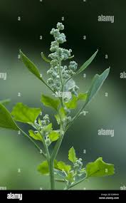 Image result for Chenopodium opulifolium
