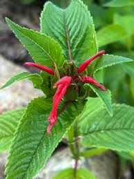 Image result for Monarda didyma
