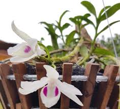 Đã đặt của người này khoảng 30 tỷ để mua lan đột biến, sau đó nhận đặt cọc của một số người để bán lại. Lam Giau Nhanh Hoa Lan Ä'á»™t Biáº¿n La Gi Ma Co Gia Ä'áº¯t Tá»›i Vai Tá»· Trá»Ÿ Len 1 Cháº­u Ban Má»™t Cháº­u CÅ©ng Ä'á»§ Tiá»n Xay Nha Bytuong