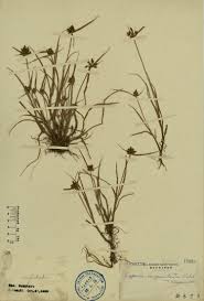 Image result for Pycreus sanguinolentus