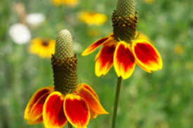 Image result for Rinorea elliptica