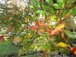Image result for Combretum kraussii