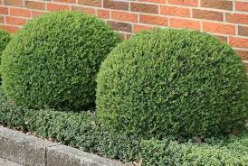 Image result for Buxus