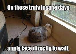 I Spend A Lot Of My Time Facing The Wall These Days Funny Cat Pictures Funny Cat Photos Funny Animal Memes