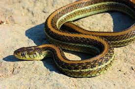 However, many people mean actually mean the common garter snake (thamnophis sirtalis) pictured above. Thamnophis Eques Diluvialis Steven Bol Garter Snakes