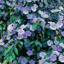 Easy to grow and maintain, with or without a green thumb. Yesterday Today Tomorrow Dwarf