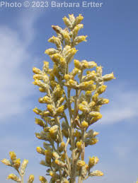 Image result for Polystachya tridentata