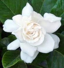 Bunga kaca piring ini memiliki aroma yg harum, cabang, ranting dan daun lebat. Jual Tanaman Kaca Piring Cape Jasmine Bibit Online
