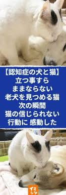 認知症の犬と猫 立つ事すらままならない老犬を見つめる猫 次の瞬間猫がとった信じられない行動に感動した 認知症の犬と介護猫 老犬を支え 寄り添う猫の献身的な姿に涙がポロリ