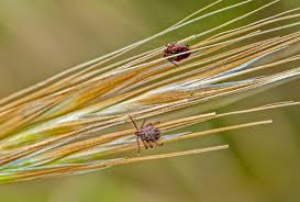 Image result for Tick Paralysis