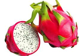Check spelling or type a new query. Dragon Fruit Hylocereus Undatus Pitaya Cactus Plant