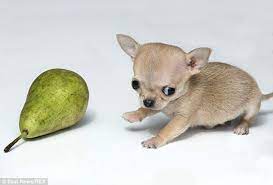 Tiny Toudi Is Believed To Be The Smallest Chihuahua In The World Small Dogs Tiny Dogs Cute Animal Photos