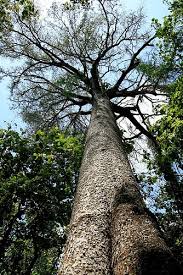 Image result for Petersianthus macrocarpus