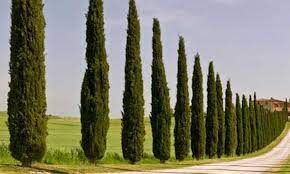Its flowers are not quite as showy as other redbuds though. 12 Columnar Trees You Must Grow Epic Gardening