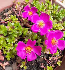 Image result for Portulaca