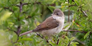Het westnijlvirus wordt overgedragen door insecten. Vogel Besmet Met Westnijlvirus Blik Op Nieuws