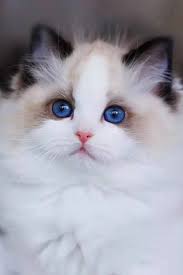 Brave ragdoll kittens my kittens are current on their shots vaccinated and tica reg. Where To Find Ragdoll Kittens For Sale Ragdoll Kitten Ragdoll Kittens For Sale Ragdoll Cats For Sale