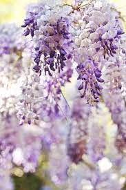 Do U Want To Loss Your Weight Here S The Best Free Article With A Week Diet Plan Http Howtolossmyweight Blogspot C Wisteria Beautiful Flowers Love Flowers
