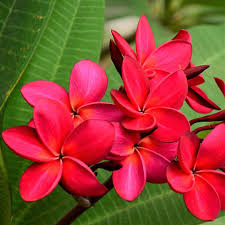 Image result for Plumeria rubra
