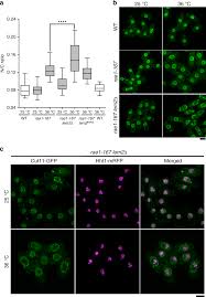 It separates the fluid inside the nucleus of a cell from the material outside. Nuclear Membrane Protein Lem2 Regulates Nuclear Size Through Membrane Flow Nature Communications