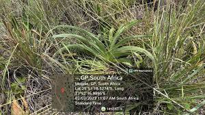 Image result for Pygmaeothamnus zeyheri
