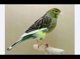 Pin On Aves Canarios Y Finches