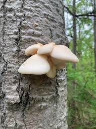 Check spelling or type a new query. Mushroom Hunting In Wisconsin