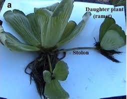 Image result for Pistia