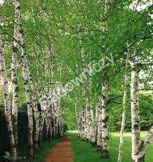 Cicha, spokojna z założenia, naturalny plein air z brzo_zowym laskiem, za_przejazdem :) nie brakuje jednak bajkowego klimatu,. Brzoza Brodawkowata Mikoryza Sadowniczy Pl