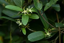 Image result for Cryptolepis obtusa