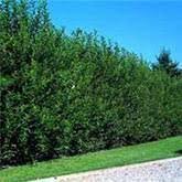 Before you know it, your hedge will be at its desired height and will have transformed the look of your garden. Privacy Plants Florida Google Search Privacy Landscaping Privacy Trees Fast Growing Trees