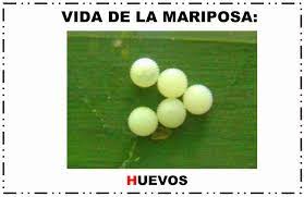 Trabajando Con Personitas La Metamorfosis De La Mariposa