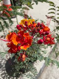 Image result for Caesalpinia rubra
