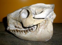 Image result for Lepidotrichilia