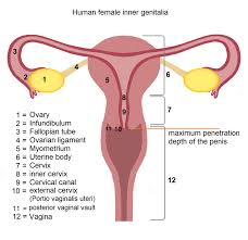 Image result for uterus