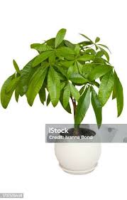 Image result for pachira obrázek