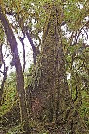 Image result for Cedrela